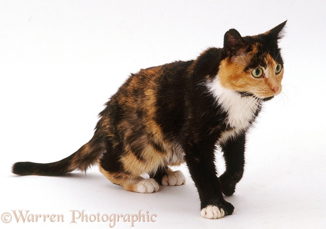 Polydactyl tortoiseshell cat, Tortie-toes, with bad dandruff, muscle wastage and in poor condition, white background
