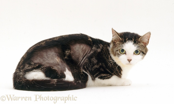 Tabby-and-white cat, Charlotte, with Multiple Allergy-induced Eczema showing stitches shaved skin for patch tests and spay, white background
