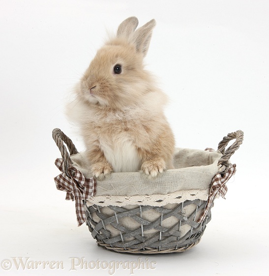 Perky Lionhead-cross Bunny in a basket, white background