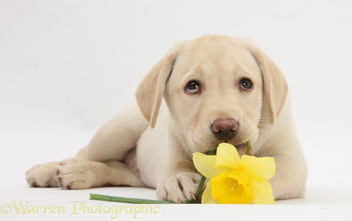 Yellow Labrador Retriever bitch pup, 10 weeks old, lying with a yellow daffodil flower, white background