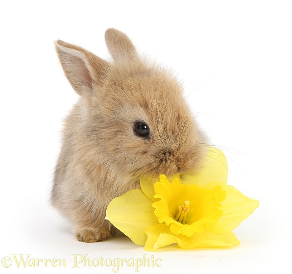 Baby Lionhead-cross rabbit eating a daffodil flower, white background