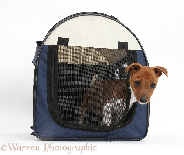 Jack Russell Terrier x Chihuahua pup, Nipper, in a pet carry case, white background