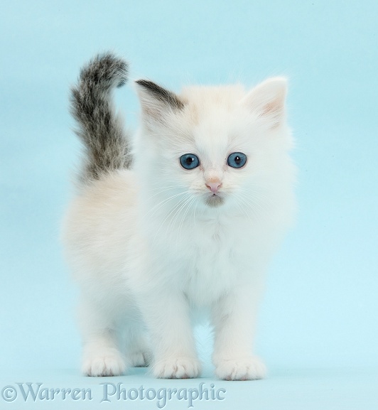 Ragdoll-cross kitten on blue background