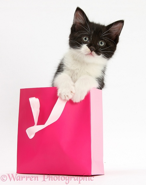Black-and-white kitten in a pink gift bag, white background