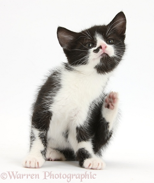 Black-and-white male kitten, 7 weeks old, scratching himself, white background