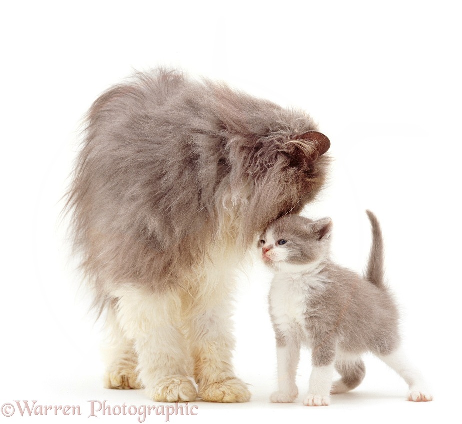 Blue bicolour Persian male cat, Cobweb, with his Lilac bicolour kitten, Gossamer II, 6 weeks old, white background