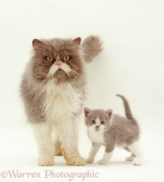 Blue bicolour Persian male cat, Cobweb, with his Lilac bicolour kitten, Gossamer II, 6 weeks old, white background