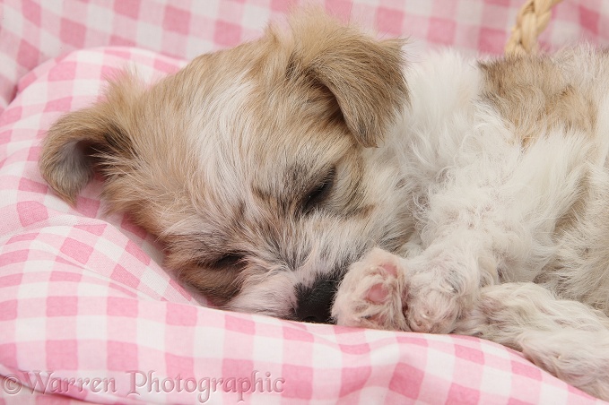 Bichon Frise x Yorkshire Terrier pup, 6 weeks old, asleep on pink gingham bedding