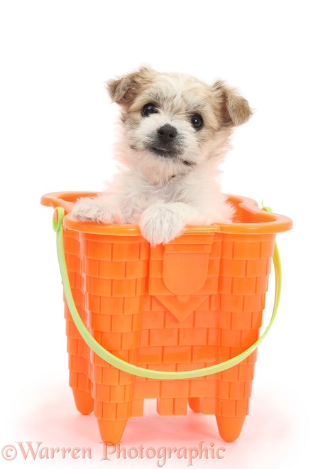 Bichon Frise x Yorkshire Terrier pup, 6 weeks old, in a seaside bucket, white background