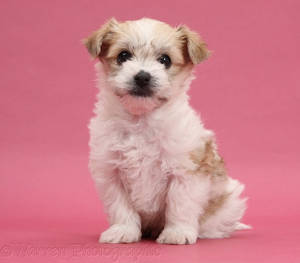 Bichon Frise x Yorkshire Terrier pup, 6 weeks old, sitting on pink background