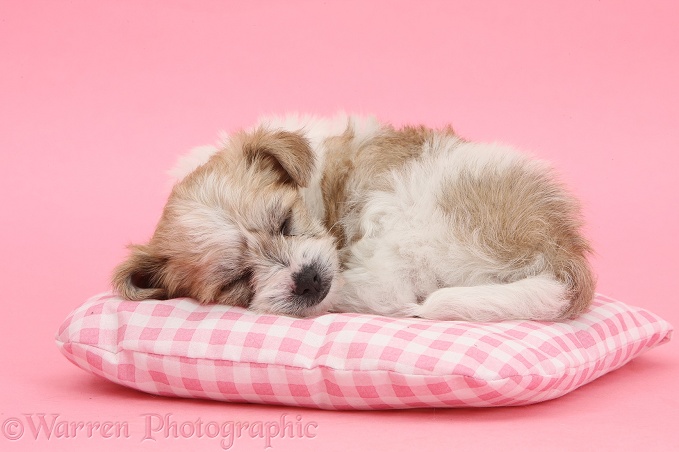 Bichon Frise x Yorkshire Terrier pup, 6 weeks old, asleep on pink gingham cushion