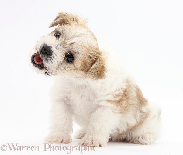 Cute playful Bichon Frise x Yorkshire Terrier pup, 6 weeks old, white background