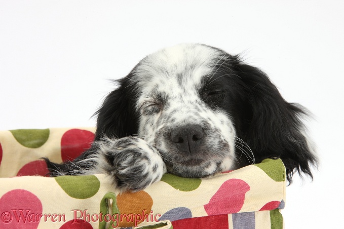 Black-and-white Border Collie x Cocker Spaniel puppy, 11 weeks old, asleep in a basket, white background