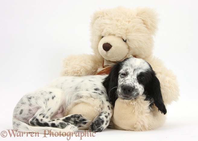 Black-and-white Border Collie x Cocker Spaniel puppy, 11 weeks old, asleep on a cream teddy bear, white background