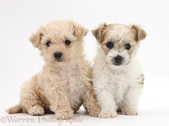 Bichon Frise x Yorkshire Terrier pups, 6 weeks old, white background