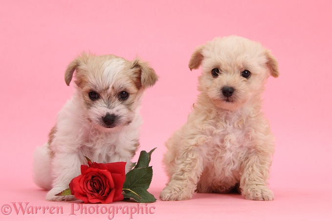 Two cute Bichon Frise x Yorkshire Terrier pups, 6 weeks old, with red rose on pink background