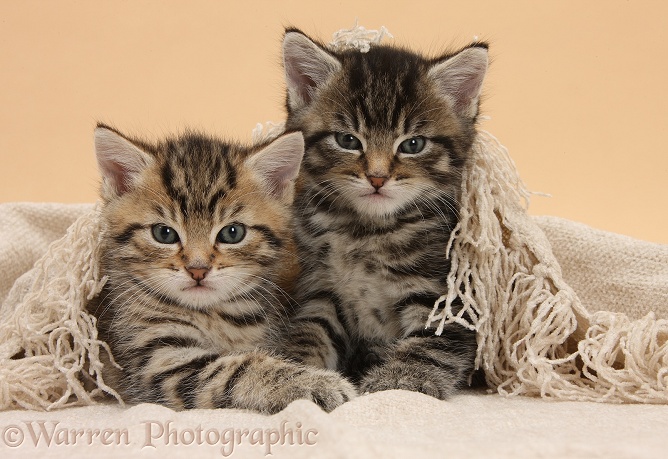 Cute tabby kittens, Stanley and Fosset, 6 weeks old, under a beige shawl