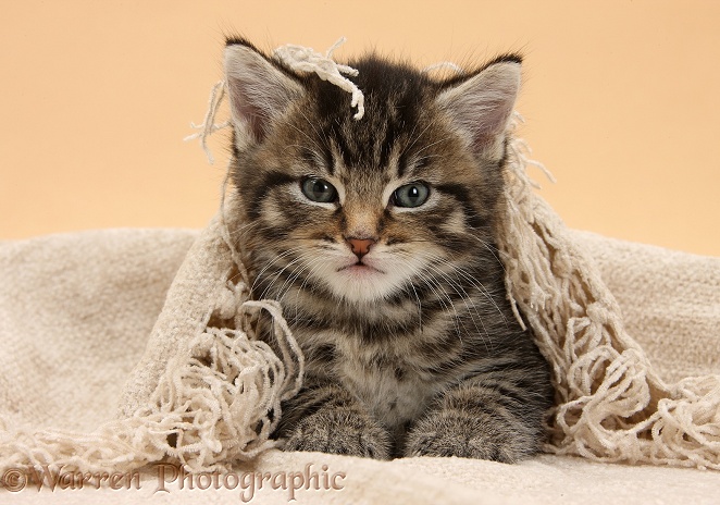 Cute tabby kitten, Fosset, 6 weeks old, under a beige shawl