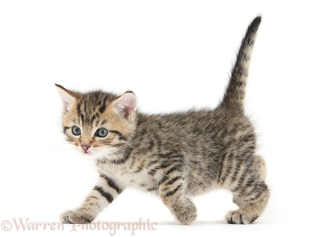 Cute tabby kitten, Stanley, 6 weeks old, walking across, white background