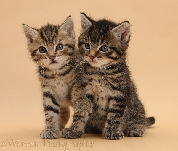 Cute tabby kittens, Stanley and Fosset, 6 weeks old, on beige background