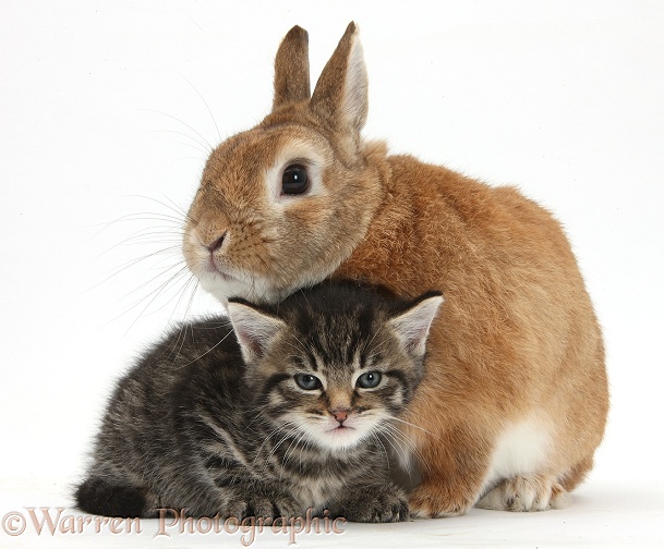 Cute tabby kitten, Fosset, 5 weeks old, with Netherland Dwarf-cross rabbit, Peter, white background
