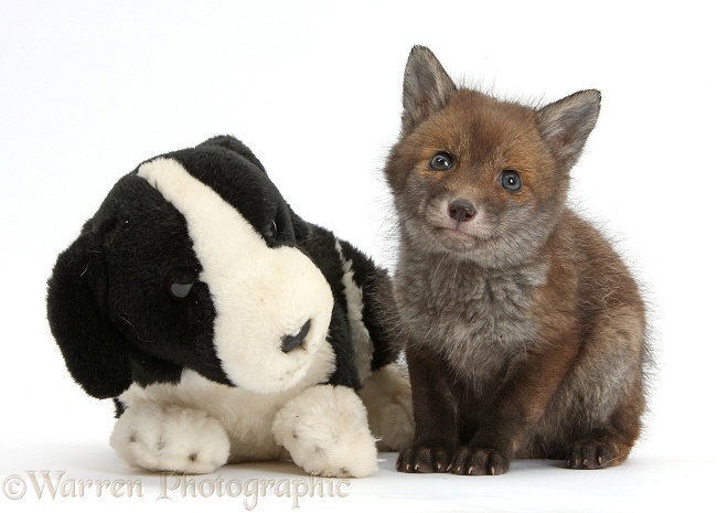 Red Fox (Vulpes vulpes) cub vixen, sitting with stuffed toy dog, white background
