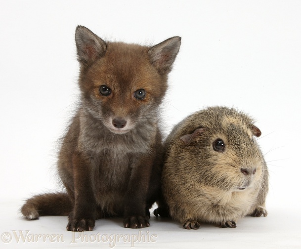 Red Fox (Vulpes vulpes) cub vixen, sitting with a Guinea pig, white background