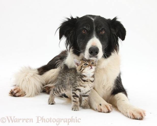 Cute tabby kitten, Stanley, 6 weeks old, with Black-and-white Border Collie bitch, Phoebe, white background