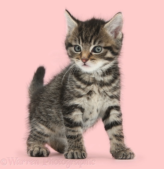 Cute tabby kitten, Fosset, 6 weeks old, white background