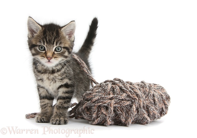Cute playful tabby kitten, Fosset, 6 weeks old, with a ball of knitting wool, white background