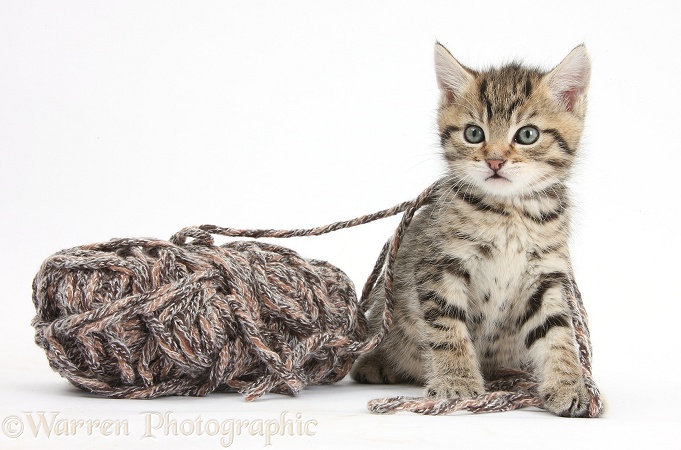 Cute playful tabby kitten, Stanley, 6 weeks old, with a ball of knitting wool, white background