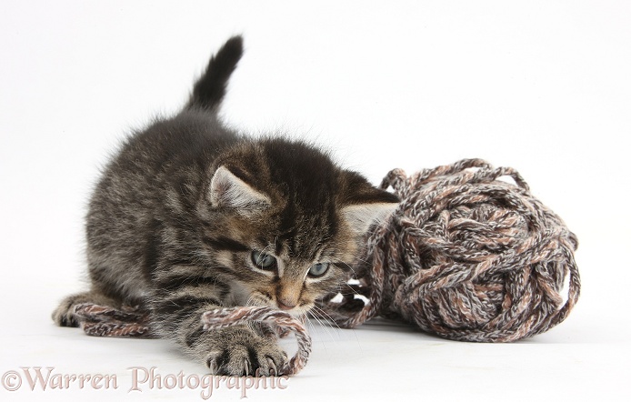 Cute playful tabby kitten, Fosset, 6 weeks old, with a ball of knitting wool, white background