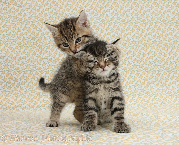 Two cute tabby kittens, Stanley and Fosset, 6 weeks old, playing 'Guess Who' on flowery background
