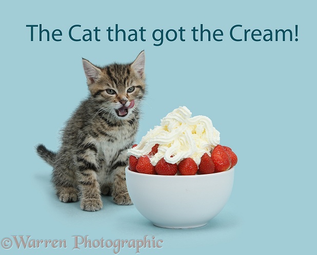 Cute tabby kitten, Stanley, 7 weeks old, licking his lips after eating strawberries and cream