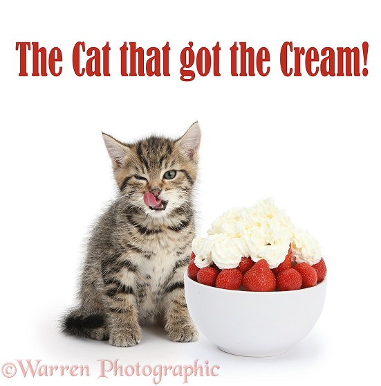 Cute tabby kitten, Stanley, 7 weeks old, licking his lips after eating strawberries and cream, white background