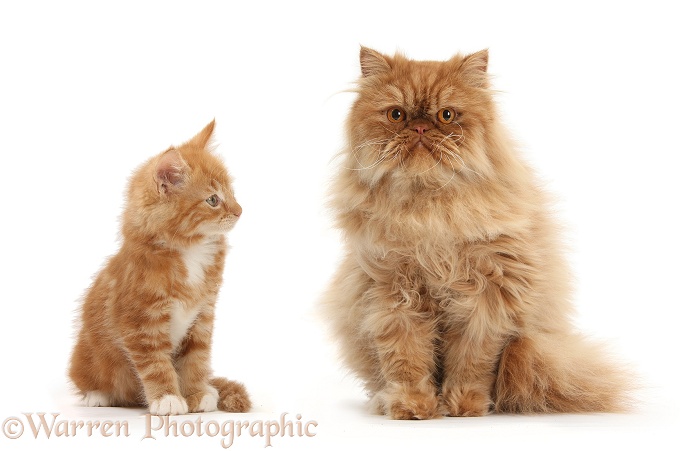 Ginger male kitten, Butch, 9 weeks old, watching Ginger Persian male cat, Jeffrey, 1 year old, white background