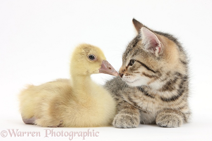 Cute tabby kitten, Stanley, 9 weeks old, nose to beak with yellow gosling, white background