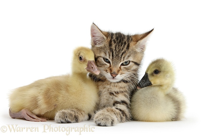 Cute tabby kitten, Stanley, 9 weeks old, with yellow goslings, white background