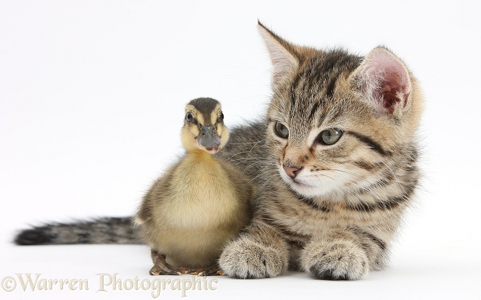 Cute tabby kitten, Stanley, 9 weeks old, with Mallard duckling, white background