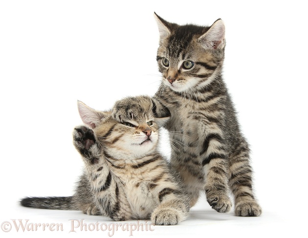 Cute tabby kittens, Stanley and Fosset, 9 weeks old, white background