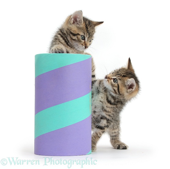 Two cute tabby kittens, Stanley and Fosset, 7 weeks old, playing with a cardboard tube, white background