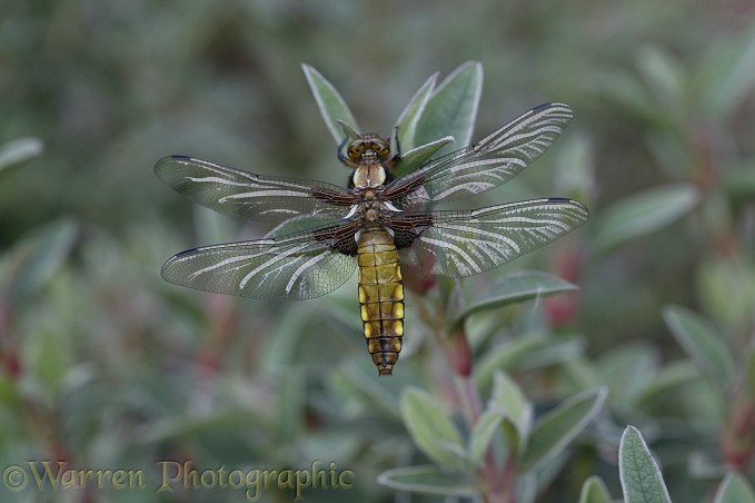 Broad-bodied Chaser Dragonfly (Libellula depressa) newly emerged