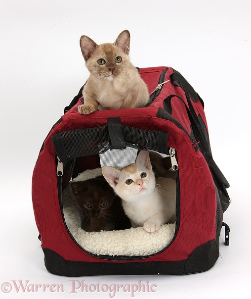 Burmese kittens in and on a cat carrier, white background