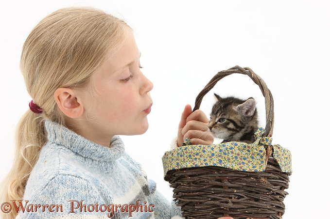 Siena with cute tabby kitten, Fosset, 6 weeks old, in a wicker basket, white background