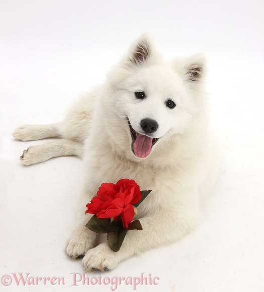 White Japanese Spitz dog, Sushi, 6 months old, holding a red rose, white background