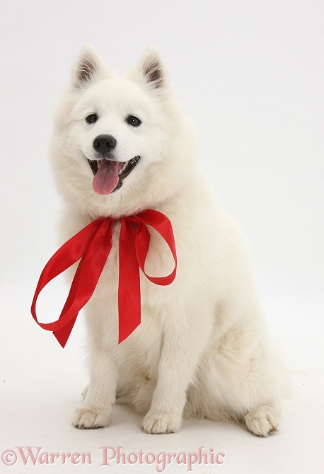 White Japanese Spitz dog, Sushi, 6 months old, sitting, wearing a red bow, white background