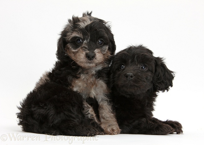 Black and black-and-grey merle Daxiedoodle pups, white background
