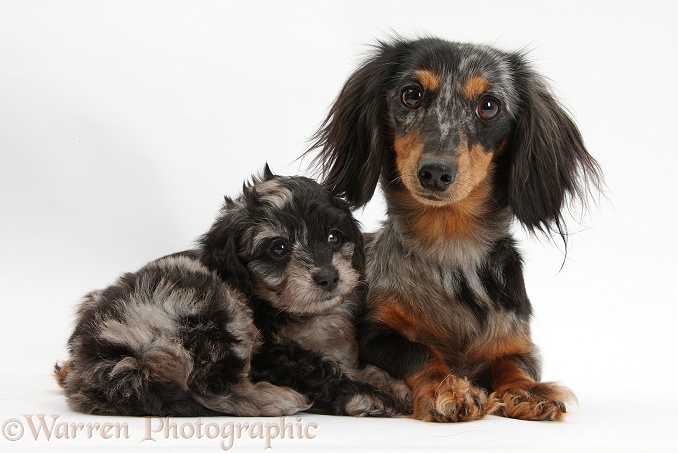Tricolour merle Dachshund, Puzzel, with her black-and-grey merle Daxiedoodle pup, white background