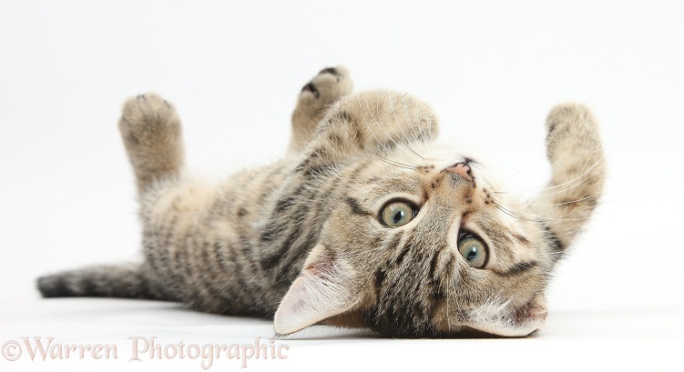 Tabby male kitten, Stanley, 12 weeks old, rolling playfully on his back, white background