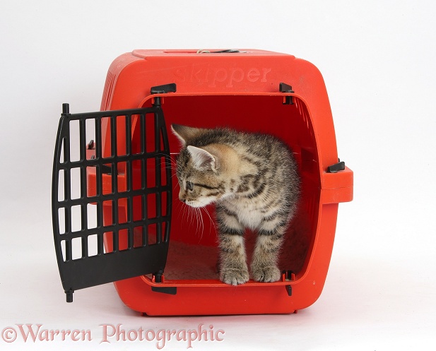Tabby kitten, Stanley, 9 weeks old, in a cat carrying crate, white background